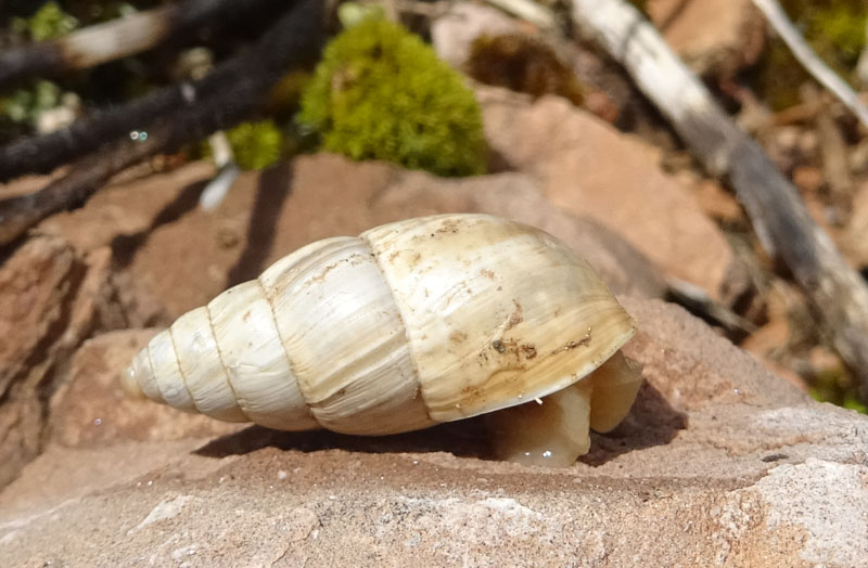 Zebrina detrita (Enidae)........con accoppiamento